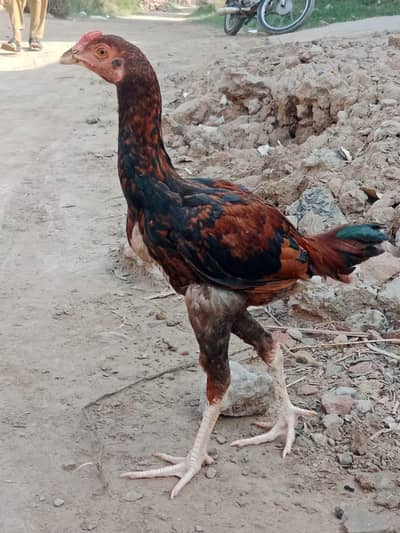 murga