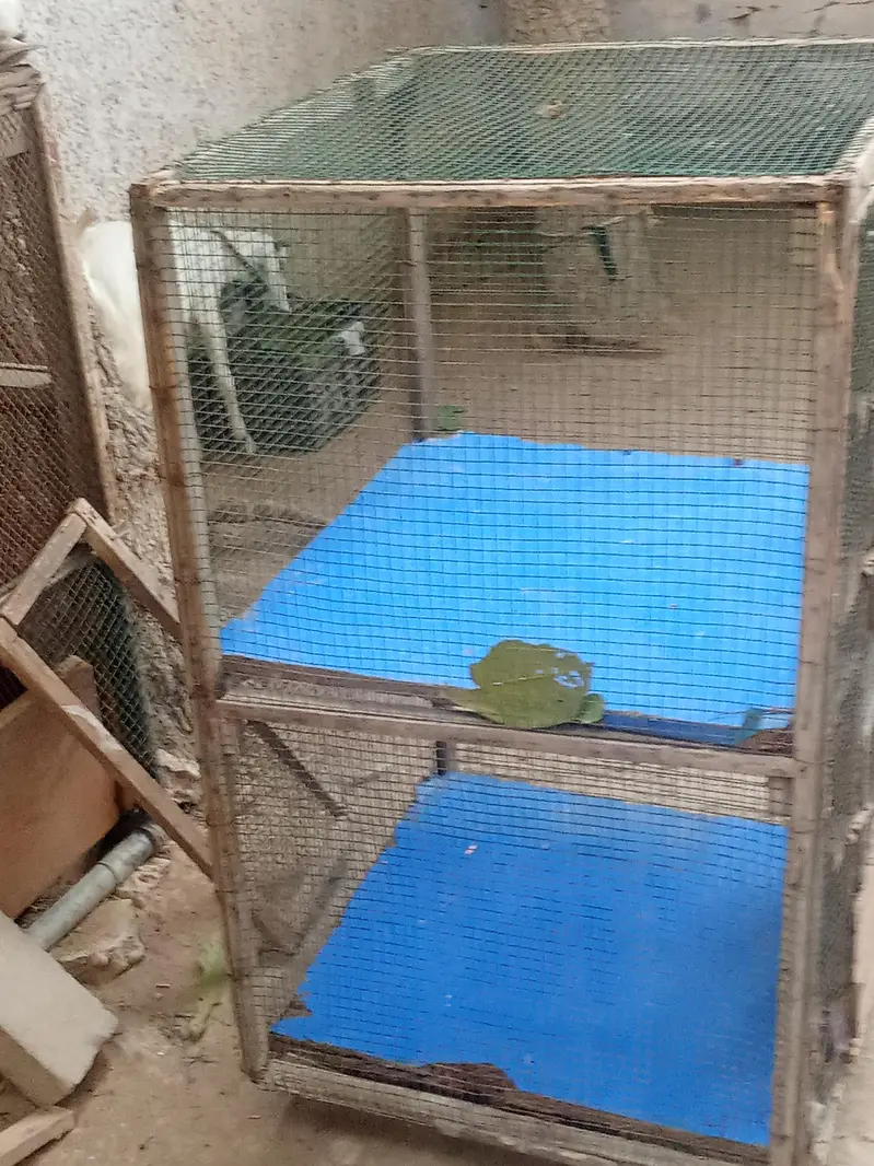 hen big cages for sale — photo 2