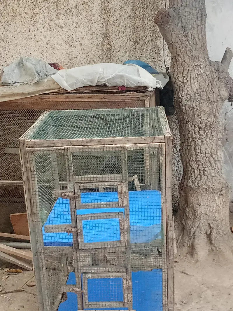 hen big cages for sale — photo 4
