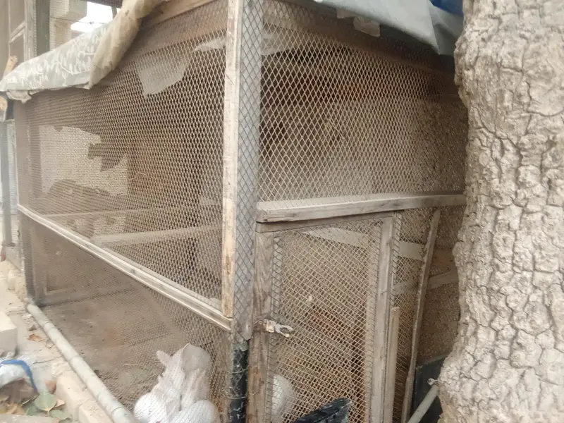 hen big cages for sale — photo 9