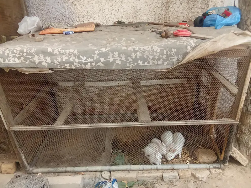 hen big cages for sale — photo 10