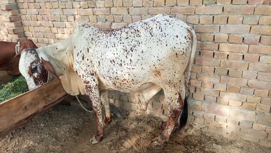 Bull | Wcha | Bchra | Desi Bchra | Qurbani Bull | wcha / Bchra / Bull