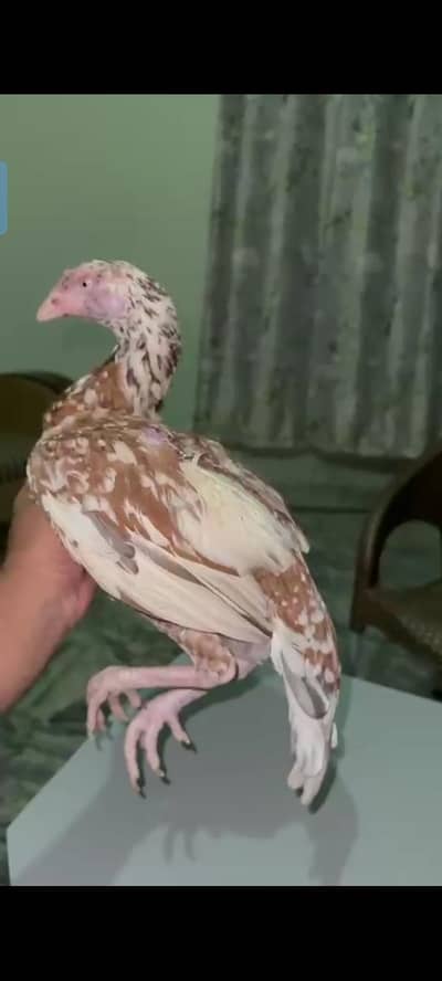 pure aseel murga   03287582331 contact us