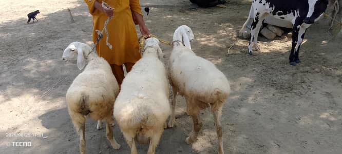 animal sell