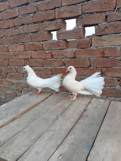 English fantail for sale