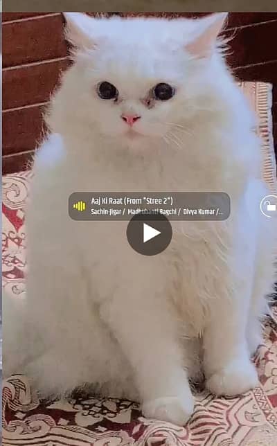 1 Year Old Persian Male Cat for Sale