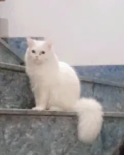1 Year Old Persian Male Cat for Sale — photo 2