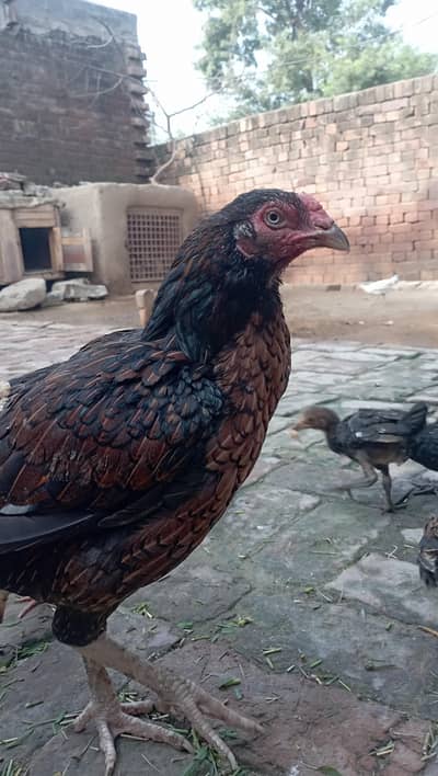 pure Sindhi Aseel breeder hen with pure 8 chicks age around 3.5 months