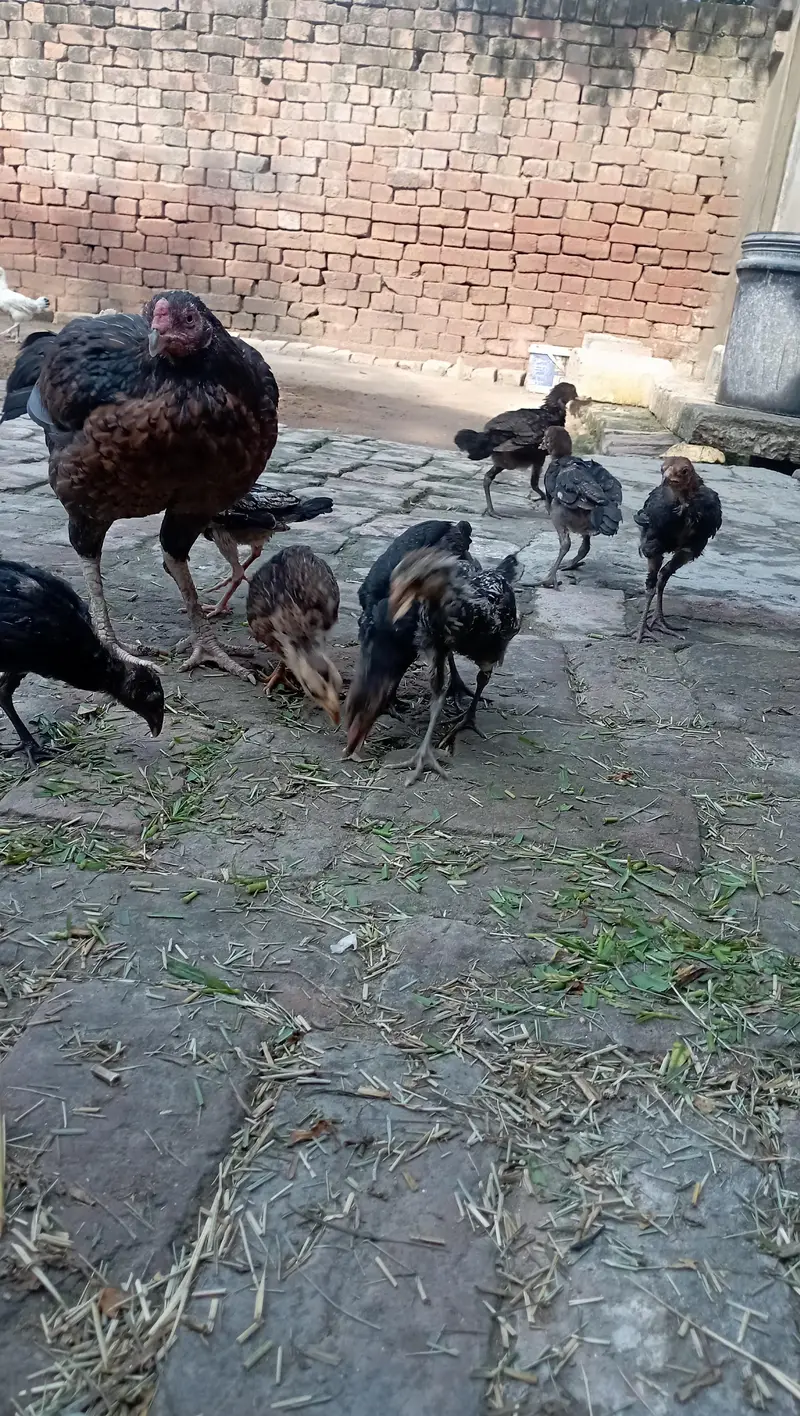 pure Sindhi Aseel breeder hen with pure 8 chicks age around 3.5 months — photo 3