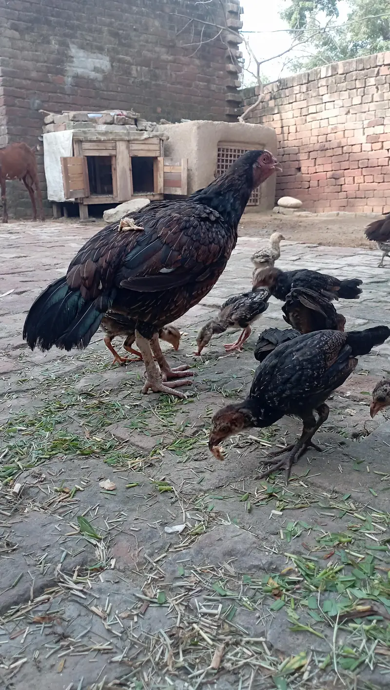 pure Sindhi Aseel breeder hen with pure 8 chicks age around 3.5 months — photo 4