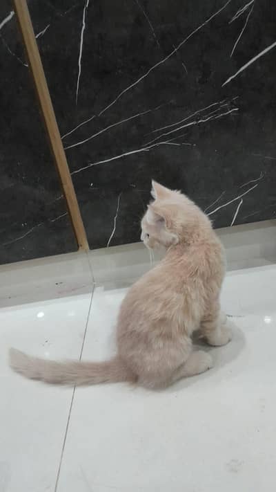 Beautiful Male & Female Cats for Sale – Lahore