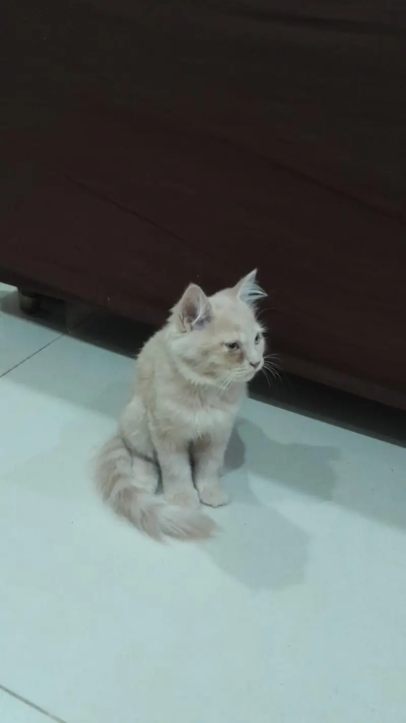 Beautiful Male & Female Cats for Sale – Lahore — photo 2