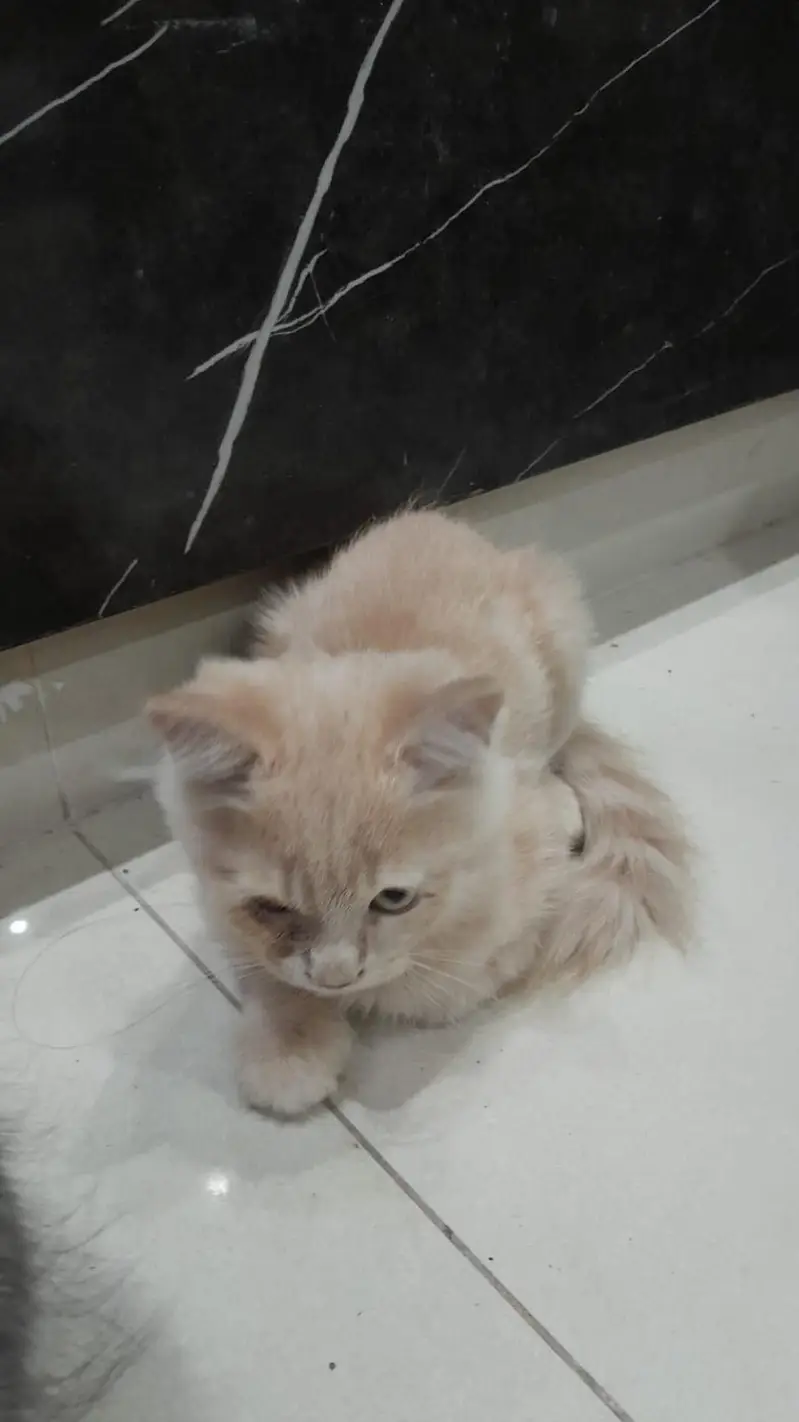Beautiful Male & Female Cats for Sale – Lahore — photo 3
