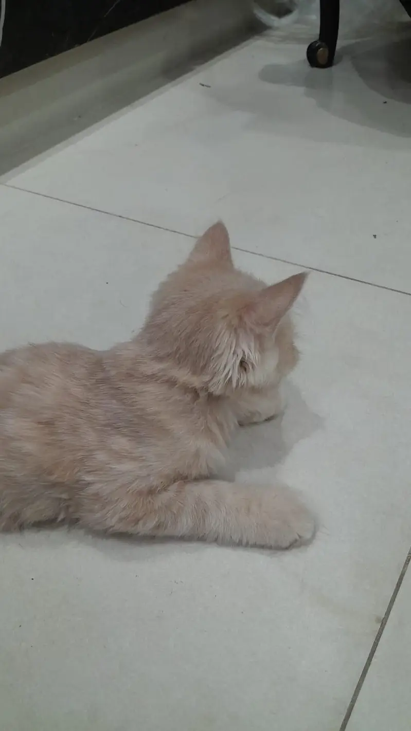 Beautiful Male & Female Cats for Sale – Lahore — photo 4