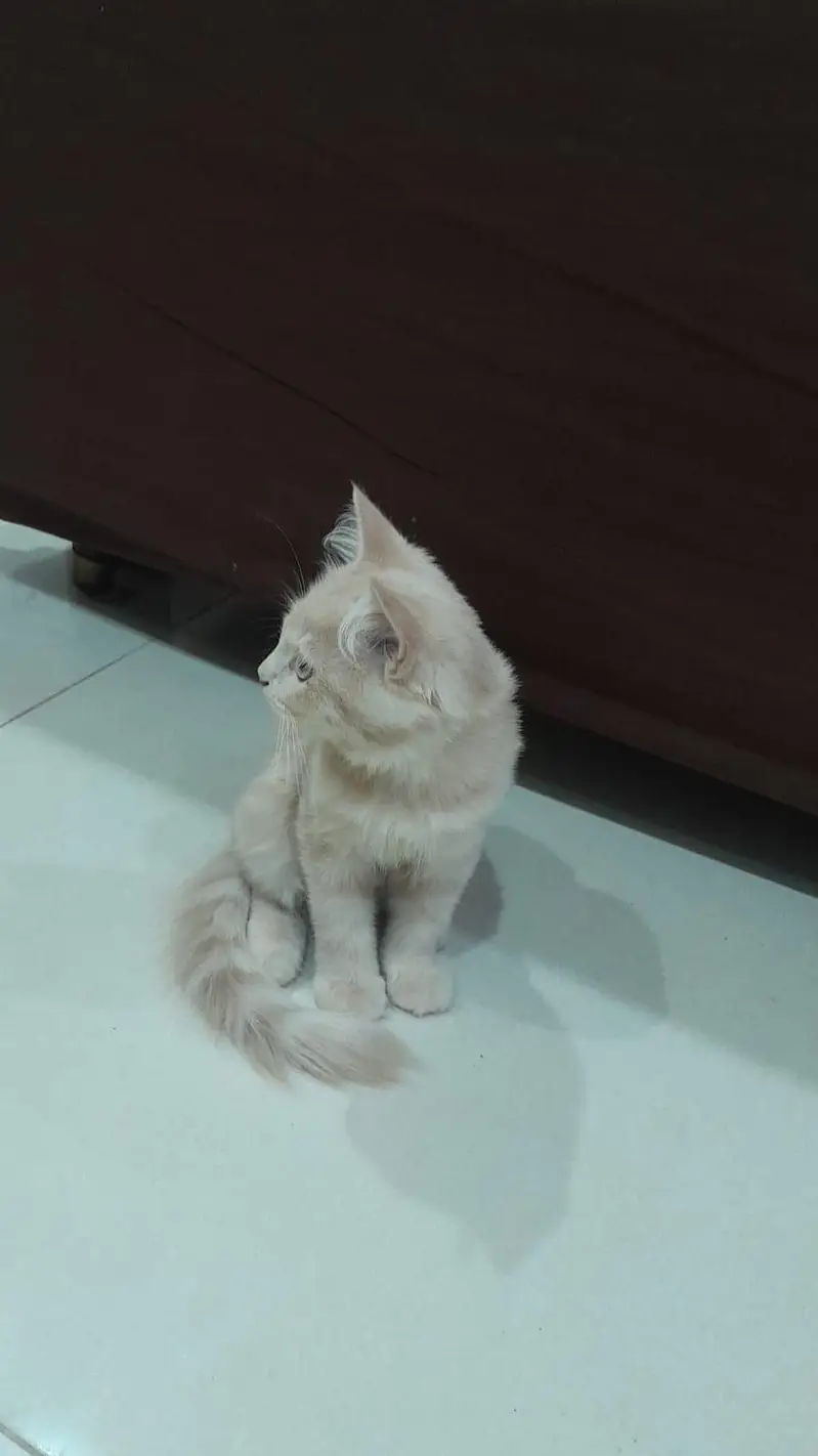 Beautiful Male & Female Cats for Sale – Lahore — photo 5