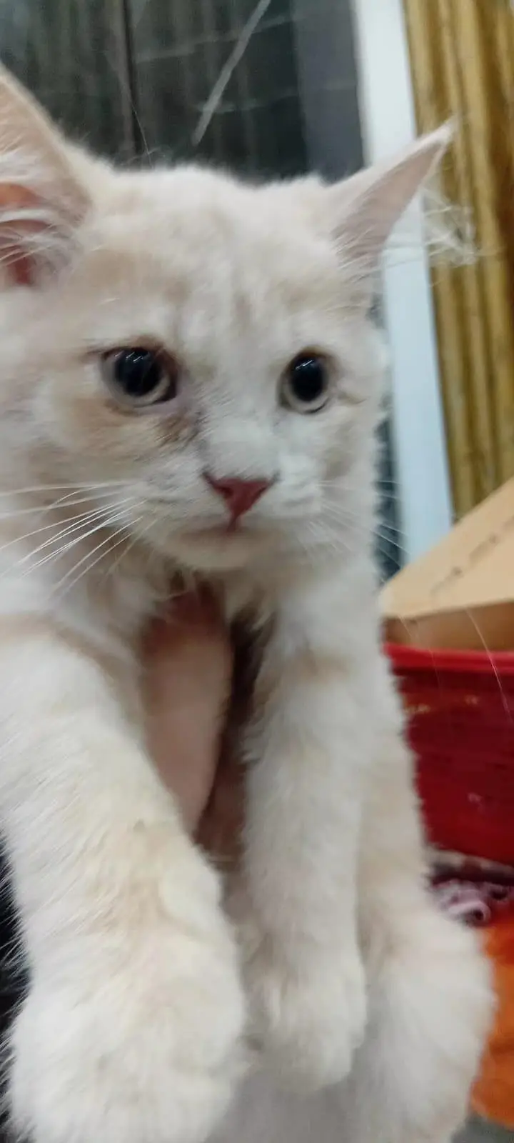 Beautiful Male & Female Cats for Sale – Lahore — photo 6