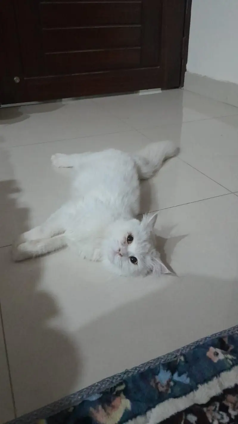 Beautiful Male & Female Cats for Sale – Lahore — photo 7