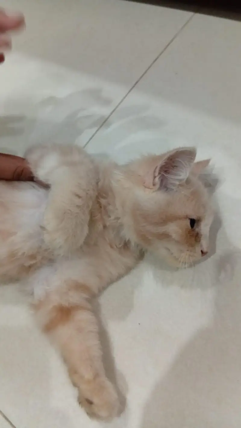 Beautiful Male & Female Cats for Sale – Lahore — photo 8