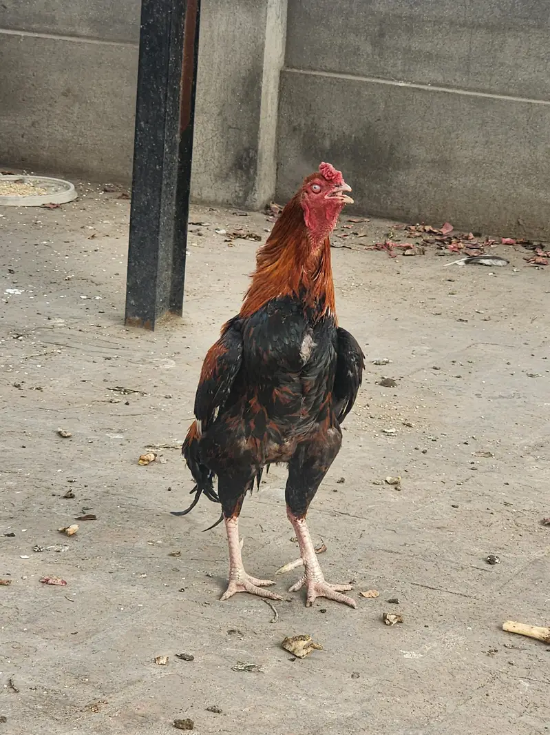 pure sindhi breeder pair — photo 2