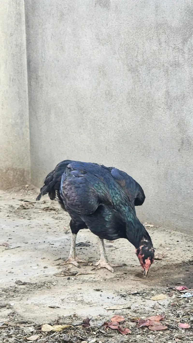 pure sindhi breeder pair — photo 3