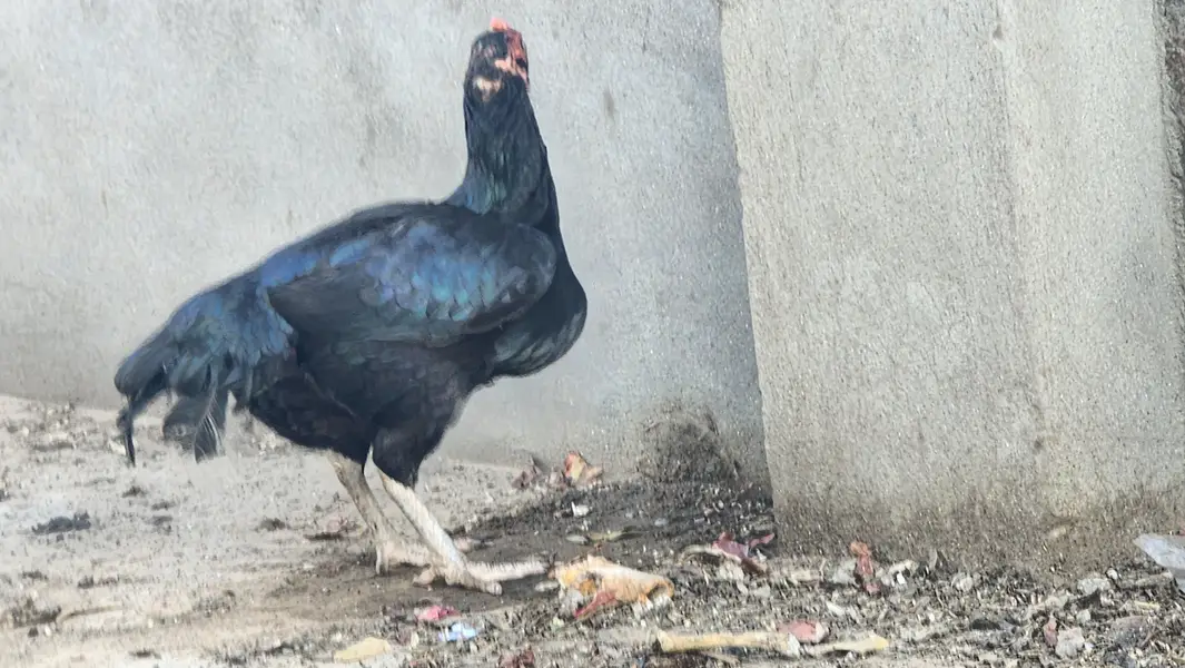 pure sindhi breeder pair — photo 4