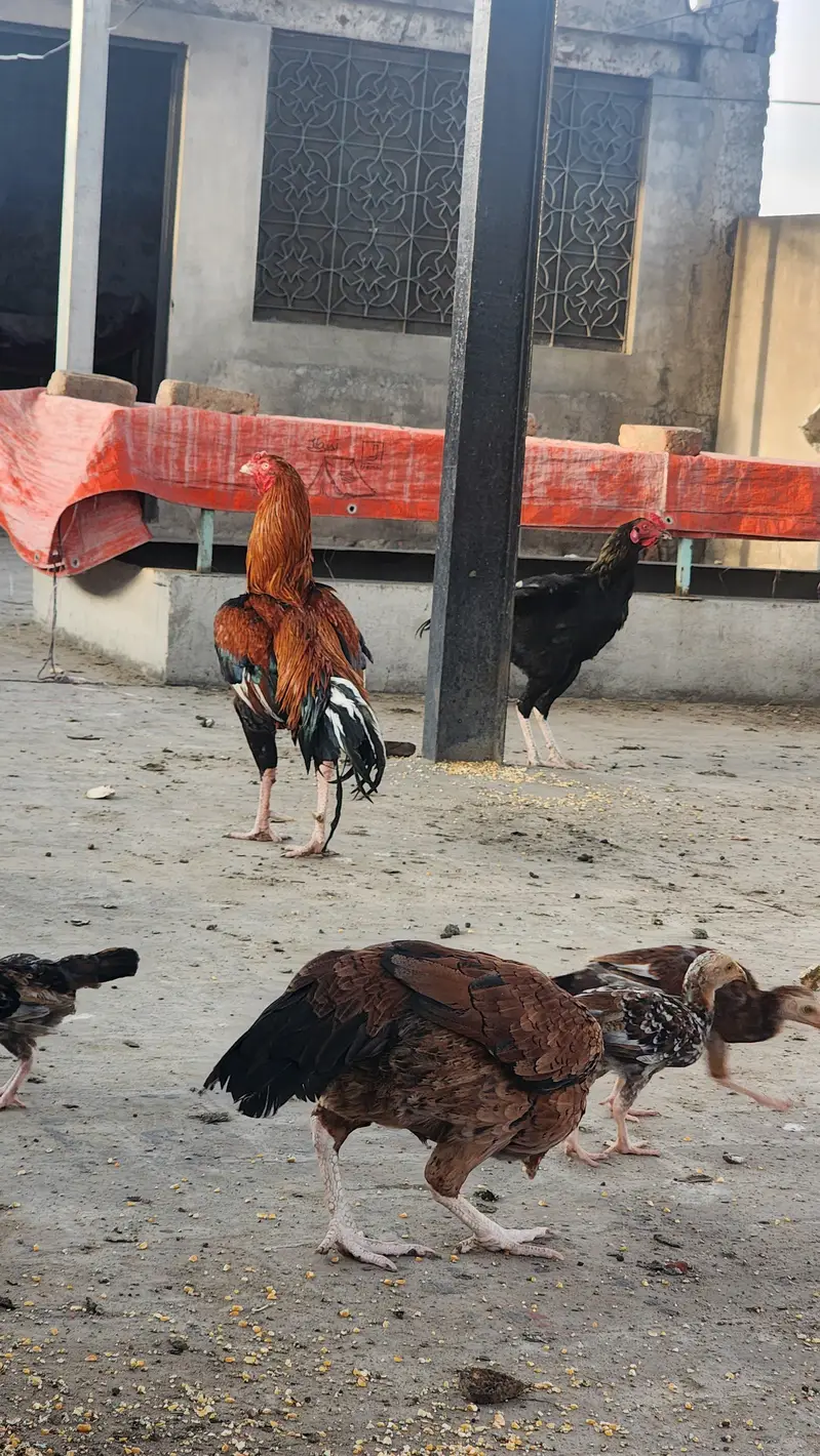 pure sindhi breeder pair — photo 5