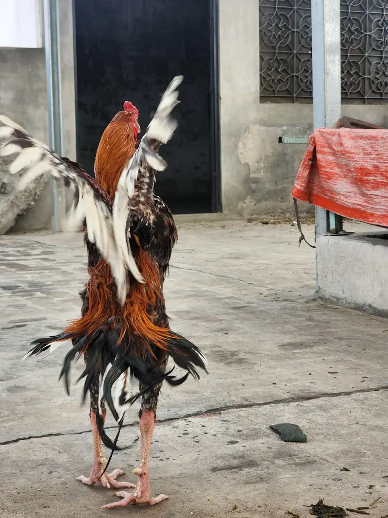 pure sindhi breeder pair — photo 6