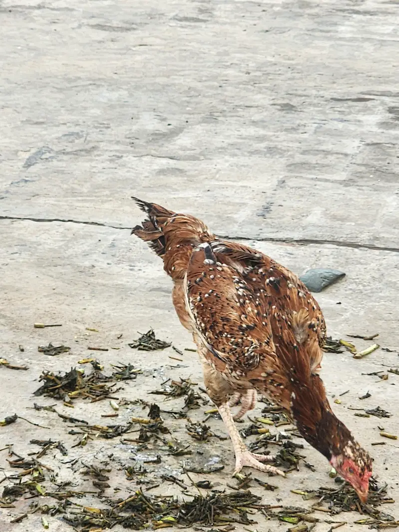 pure sindhi breeder pair — photo 7