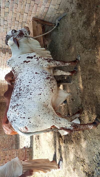 Bull | Wcha | Bchra | Desi Bchra | Qurbani Bull | wcha / Bchra / Bull