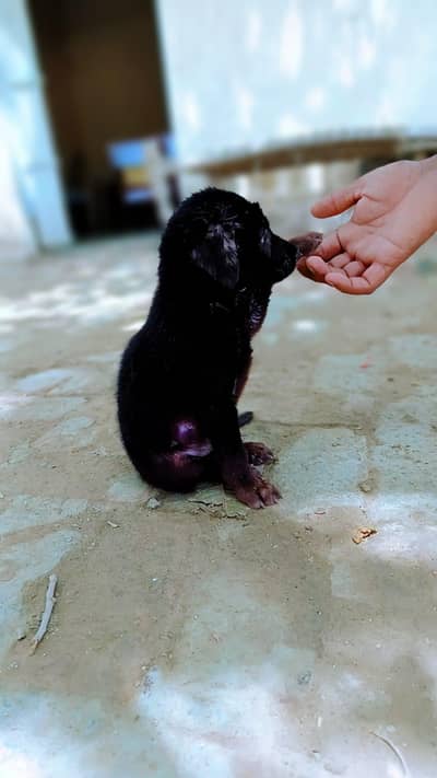German shepherd puppies