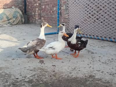 4 ducks for sale