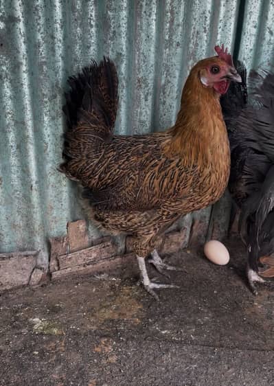 Hens Egg Laying