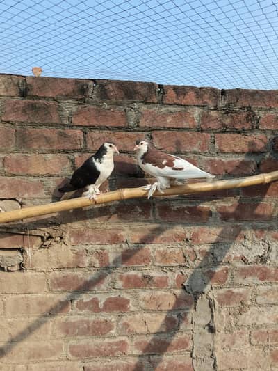 diff. type of fancy pigeon