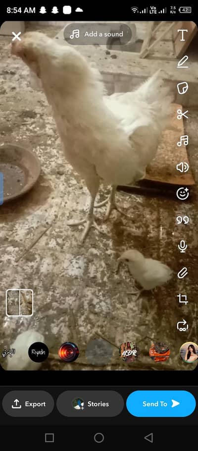 Heera aseel chick