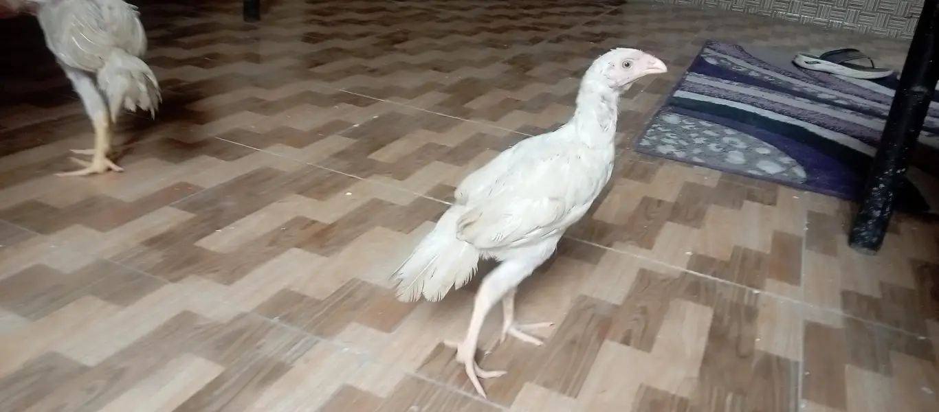 Heera aseel chick — photo 4