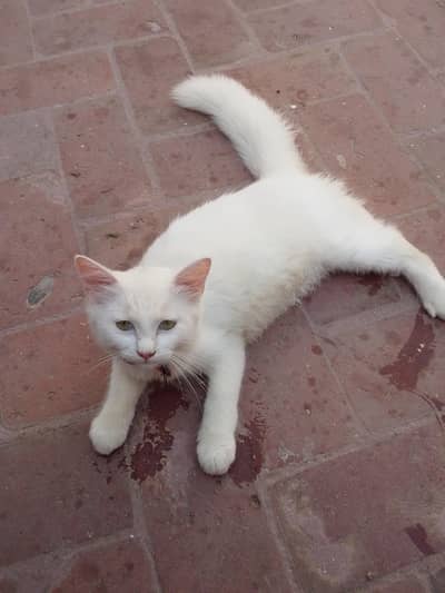 for sale male Persian cat