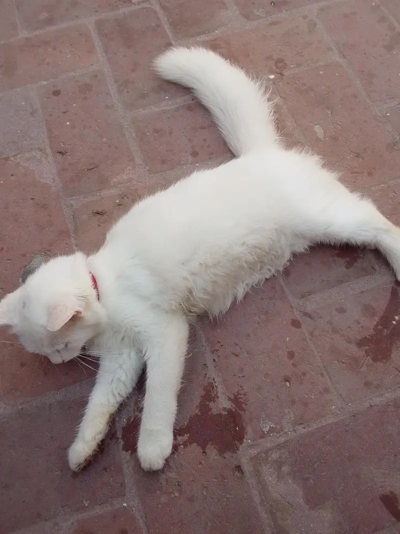 for sale male Persian cat — photo 2