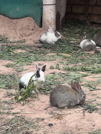 Rabbits