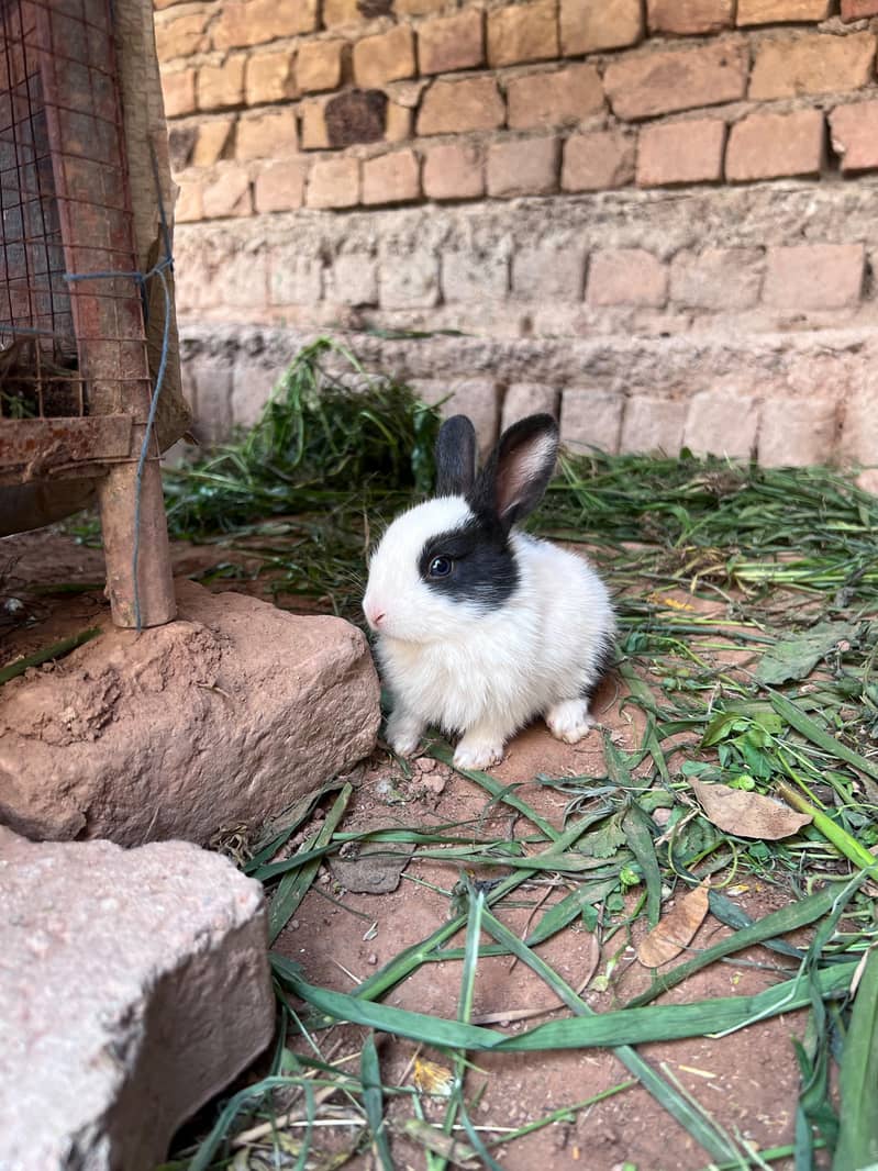 Rabbits 1