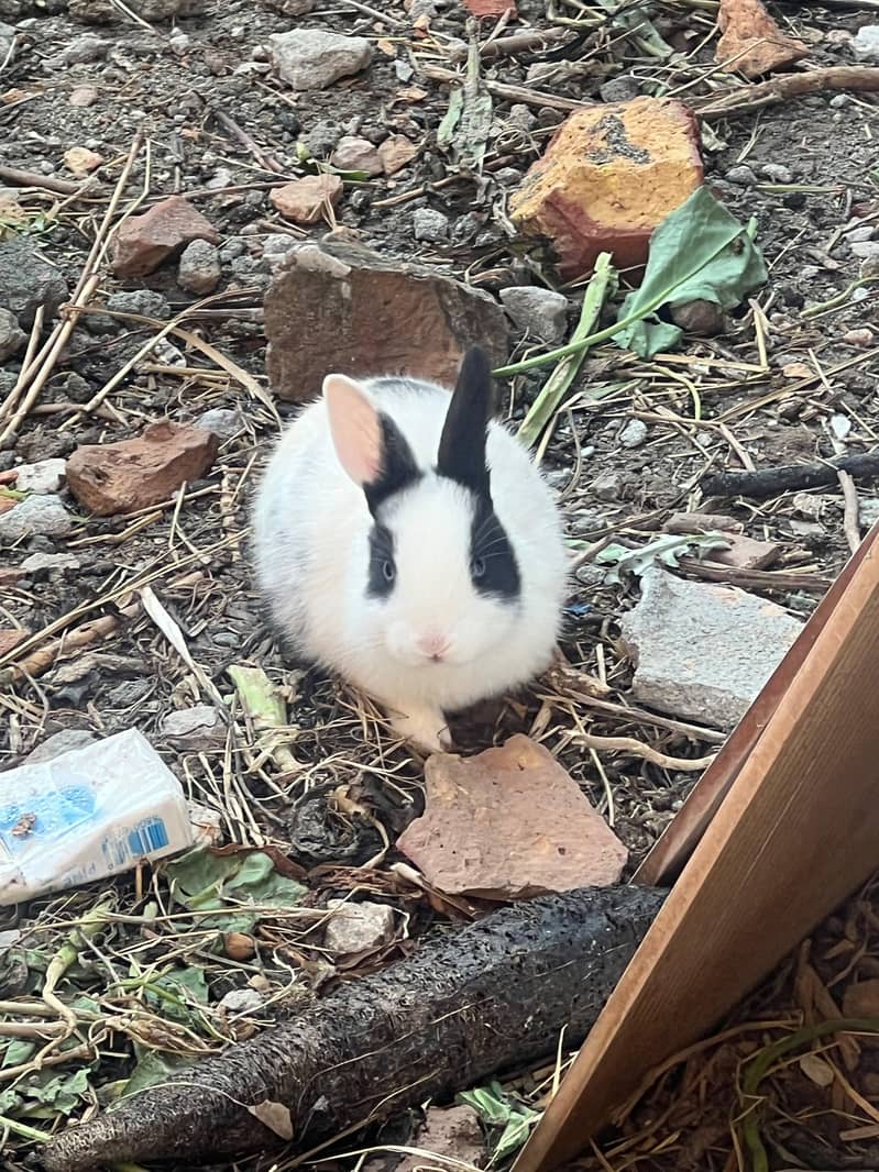 Rabbits 2