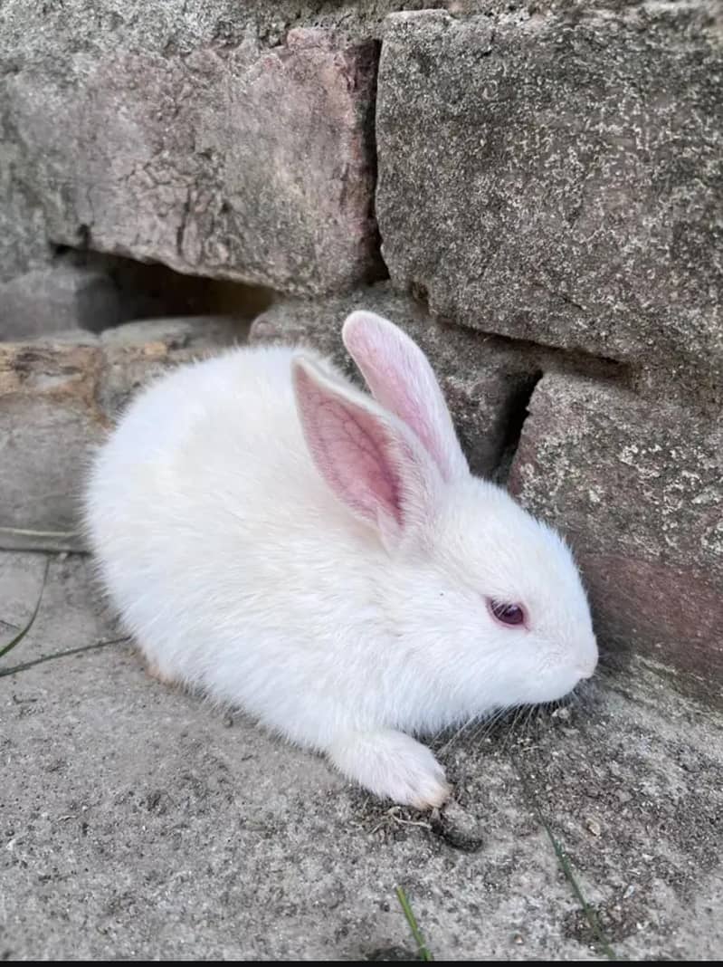 Rabbits 3