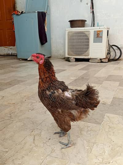 Golden misri Anda wali murgi