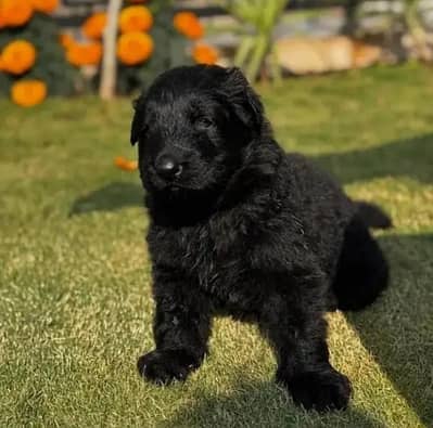 jarman shepherd breed