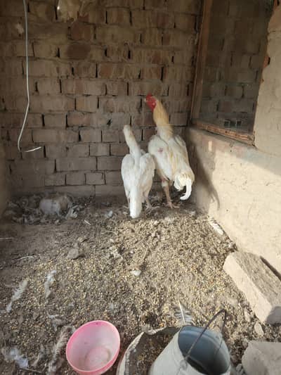 Aseel heera breeders