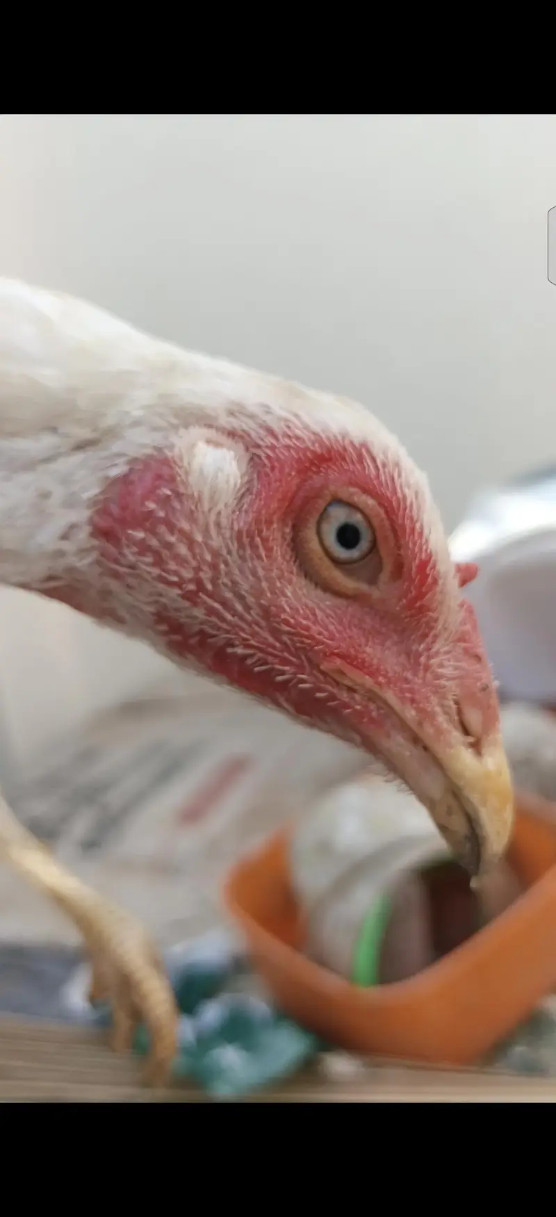Aseel heera breeders — photo 3