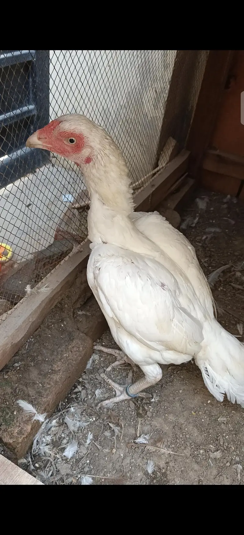 Aseel heera breeders — photo 4