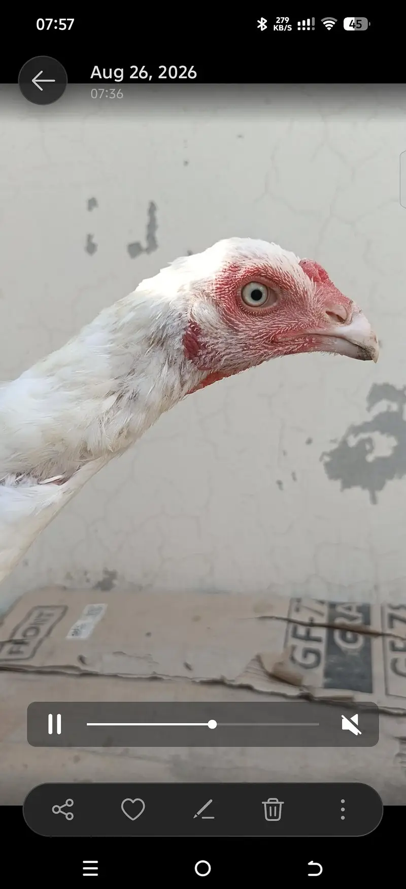 Aseel heera breeders — photo 5