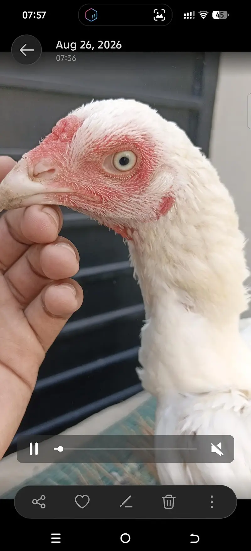 Aseel heera breeders — photo 6
