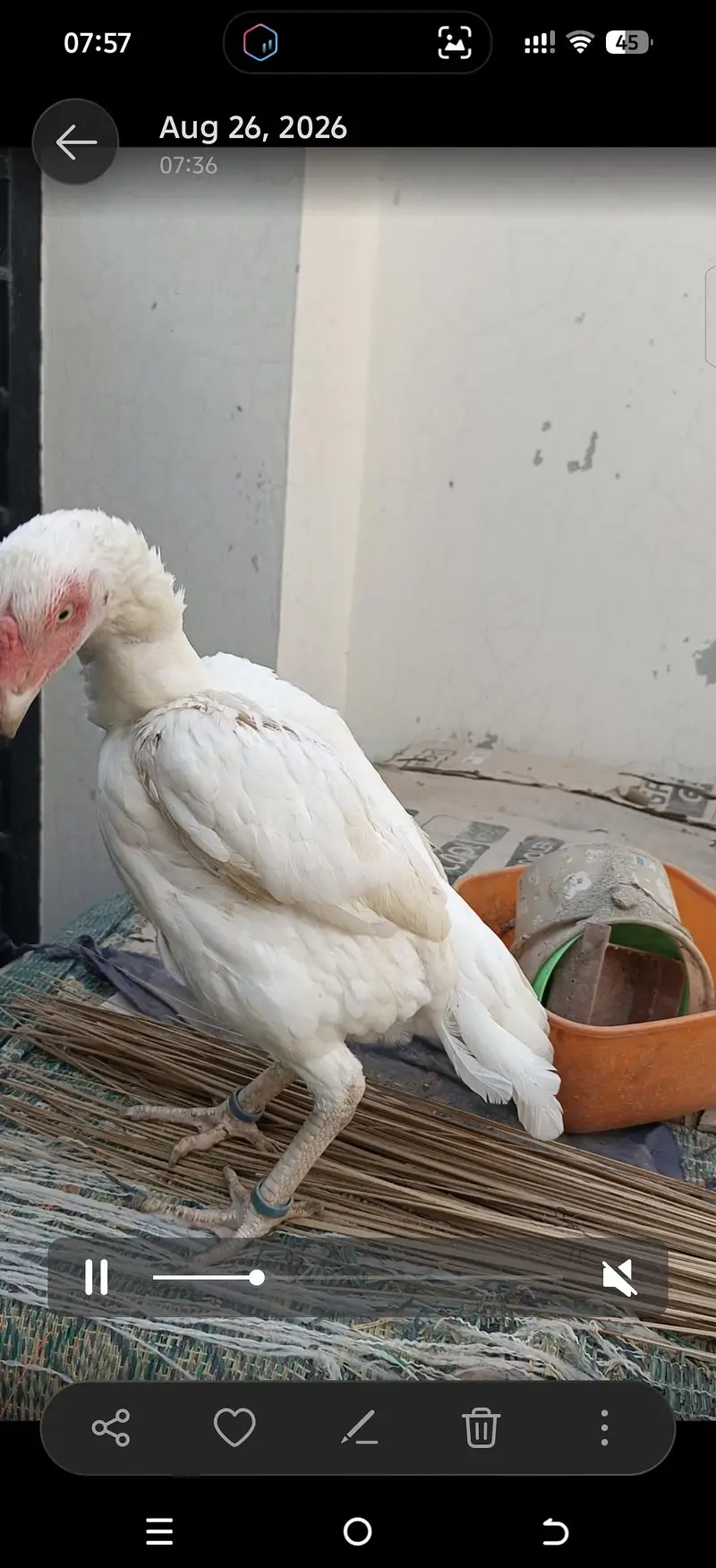 Aseel heera breeders — photo 7