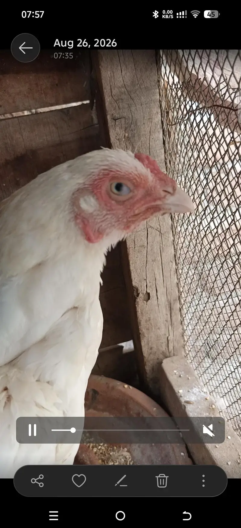 Aseel heera breeders — photo 8